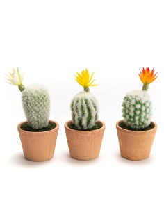 Cactus flor Naranja